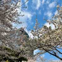 首爾月記｜在浪漫之都收穫滿滿幸福的30天🌸 