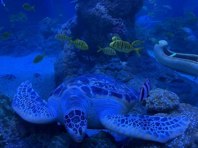 青島•極地海洋公園|吃喝玩樂必打卡