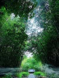 林深處起霧，竹林配古屋