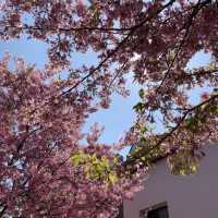 🌸武漢私藏賞櫻地！楚風櫻花園美到心顫，人少出片快！