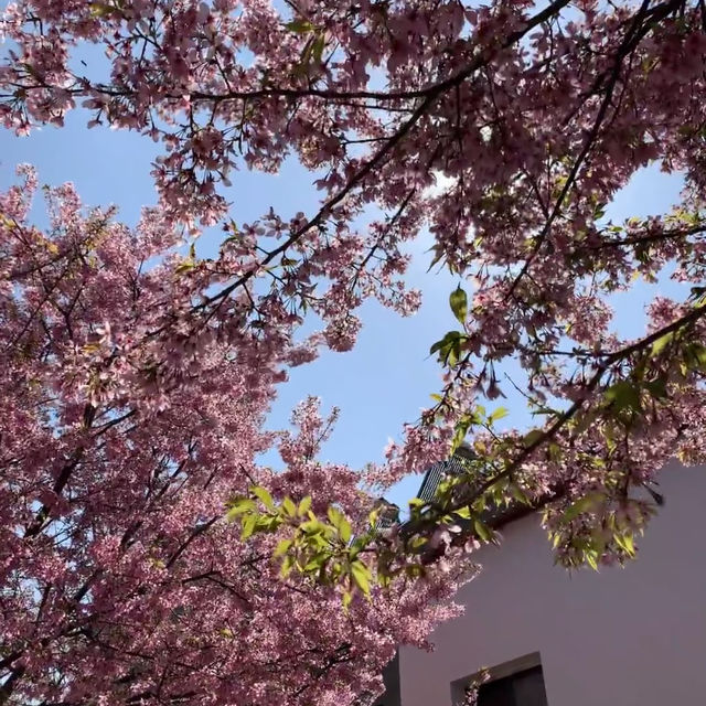 🌸武漢私藏賞櫻地！楚風櫻花園美到心顫，人少出片快！