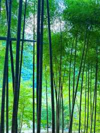 宏村旁！追《臥虎藏龍》竹海江湖夢