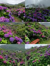 🌸 台灣散步｜陽明山·竹子湖｜山谷裡的繡球花