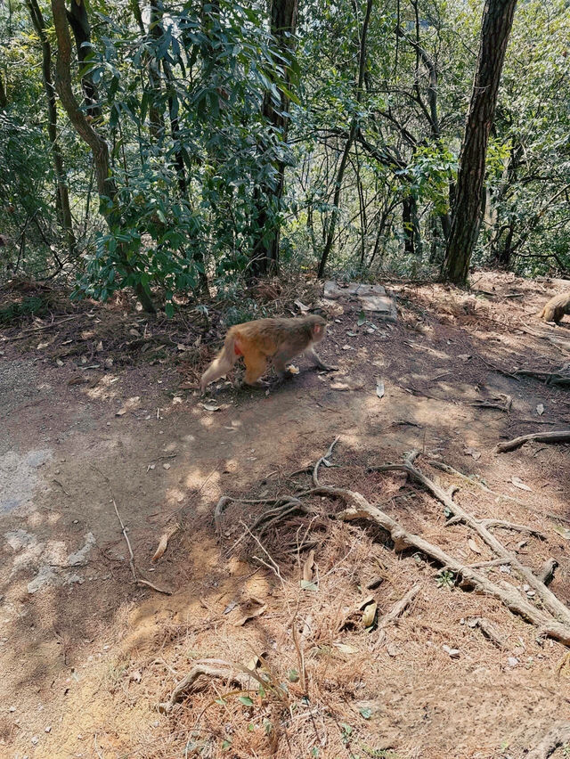 天門山｜本地人偷偷教嘅避坑攻略