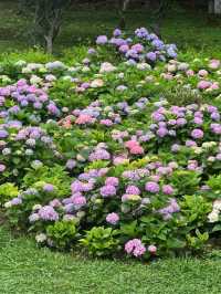 貴陽河濱公園：繡球花盛景