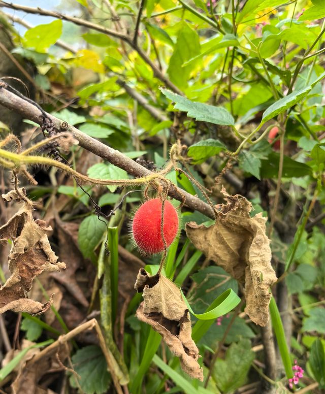 《山靄深處：與簷角苔衣的千年私語》