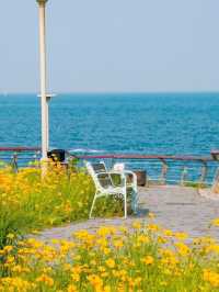 青島九龍山路：環海公路變身「莫奈花園」！