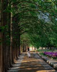 益山秘境｜黃登庭院的花季治癒時刻