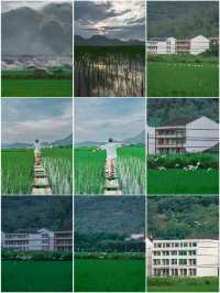 溫州拍照新熱點！平陽稻田嘅浪漫，藏喺夏日晚風裡