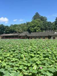 夏日賞荷，感受一份美好與寧靜