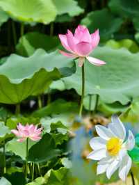 「0」元影靚相｜與荷共舞·清涼夏日進行時🪷