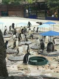 Must Visit - Edinburgh Zoo! 