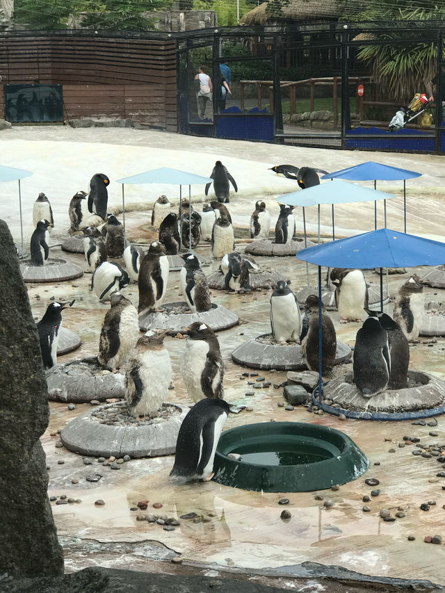 Must Visit - Edinburgh Zoo! 