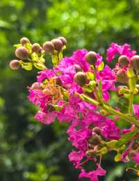 紫薇，獨佔芳菲當夏景，不將顏色託春風