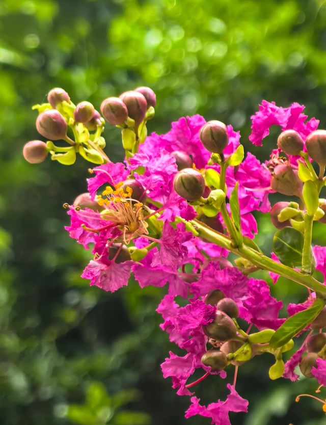 紫薇，獨佔芳菲當夏景，不將顏色託春風