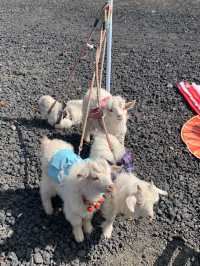 烏蘭哈達火山保姆級攻略一次玩明白