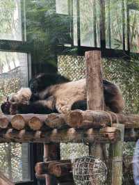 上海野生動物園遊玩多長