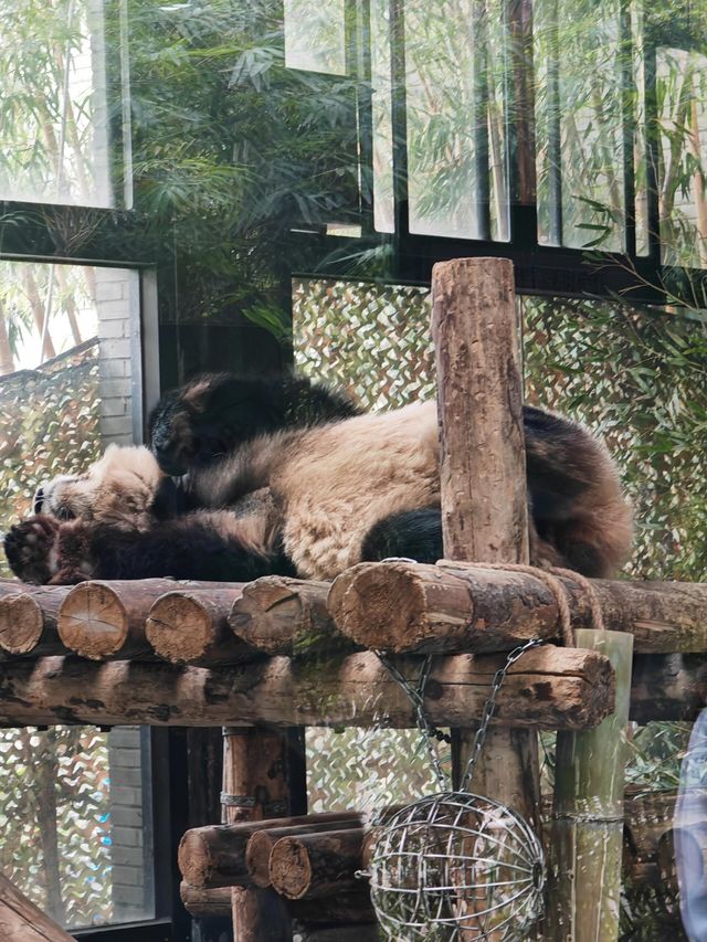 上海野生動物園遊玩多長 上海野生動物園遊玩多長