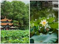 翠湖公園已回真不建議10月去，因為真的太香了