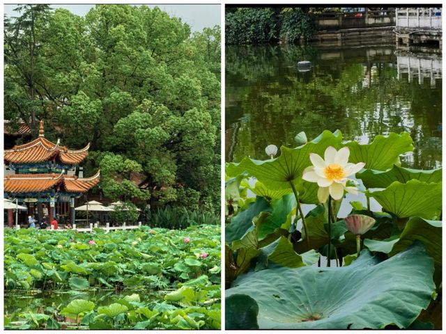 翠湖公園已回真不建議10月去，因為真的太香了