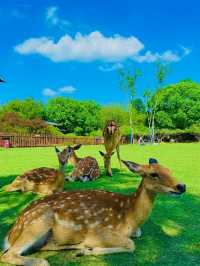 南京長生鹿苑攻略：免費進園+出片技巧，治癒感拉滿