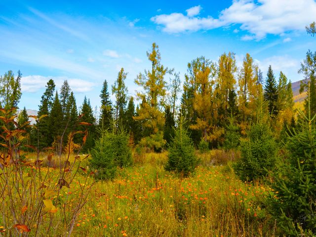 喀納斯河畔：秋日色彩的絕美盛宴