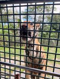 西麗動物園超詳細攻略