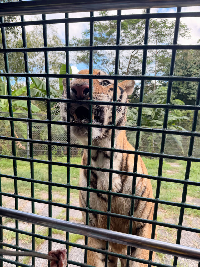 西麗動物園超詳細攻略