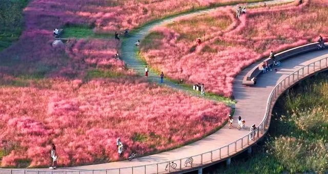 西安「粉黛乱子草」已悄然綻放