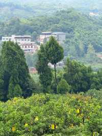 成都40min直達摘橘子視野無敵親子徒步地