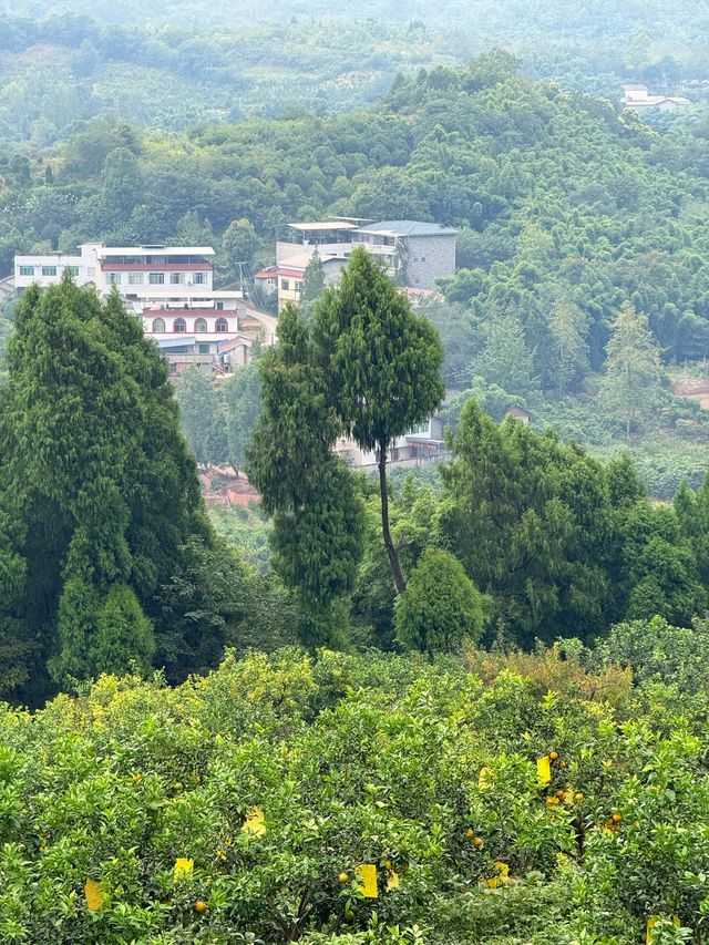成都40min直達摘橘子視野無敵親子徒步地