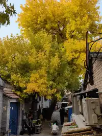 跟風成功！北京賞秋打卡地詳細路線