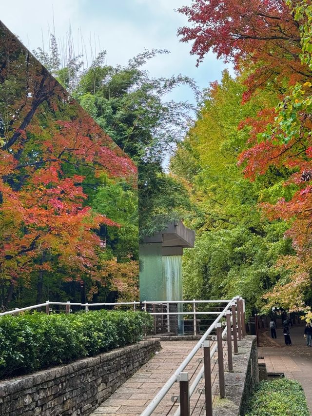 秋日必打卡昆明植物園