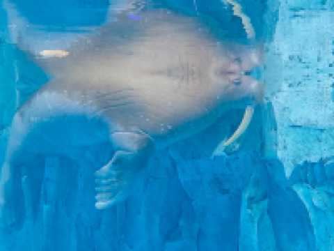 深圳海底世界必打卡~小梅沙海洋館