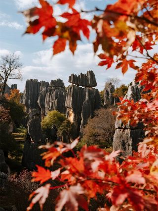 Stone Forest Tianwaitian Red Maple Festival | The Fiery Autumn in Kunming's Warm 25°C Winter