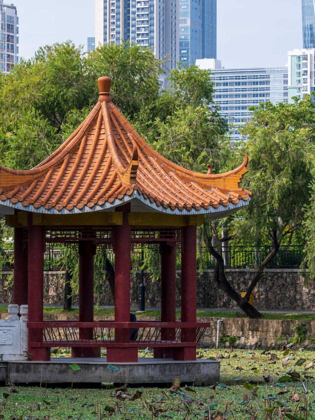 洪湖公園打卡|遛彎觀鳥拍荷花的治癒半日遊 洪湖公園打卡|遛彎觀鳥拍荷花的治癒半日遊