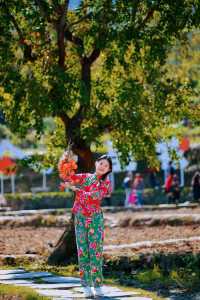 湖北羅田甜柿秘境500年古柿樹王等你來打卡！