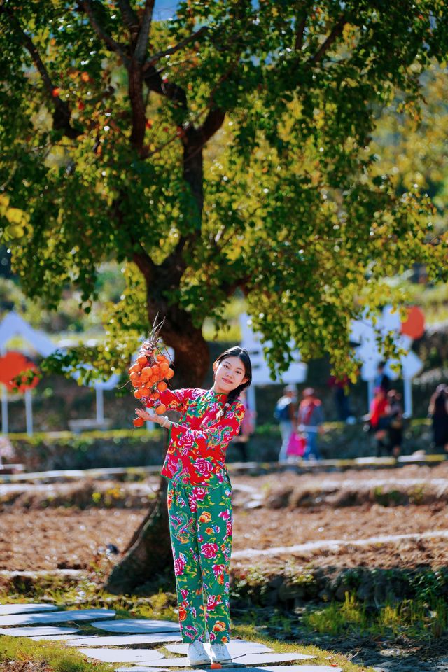 湖北羅田甜柿秘境500年古柿樹王等你來打卡！