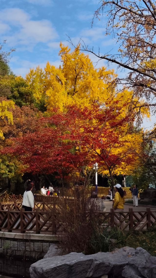 銀杏菊韻寶藏拍攝地 銀杏菊韻寶藏拍攝地