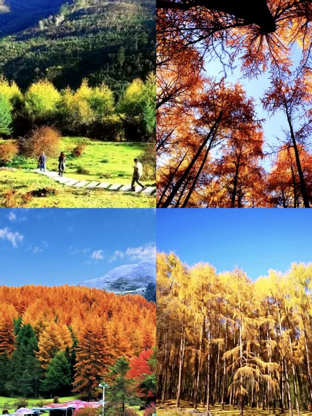 神木壘川西秘境中的森林、草甸與雪山盛宴