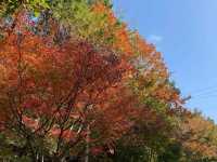 11月賞楓預警人少車少的紅葉秘境首公開！