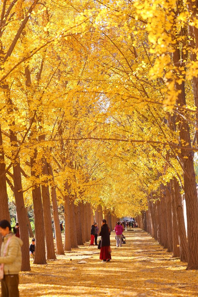 本週北京賞秋的尾巴，倒數計時！還有10處選擇