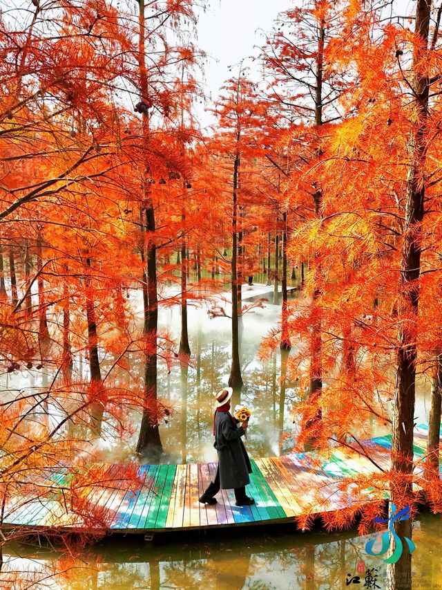 11月限定洪澤湖濕地水杉紅了無人機實拍真殺瘋了 11月限定洪澤湖濕地水杉紅了無人機實拍真殺瘋了