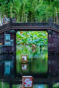 初見彼岸花，竟在諸暨浦陽江畔的沿江棧道旁