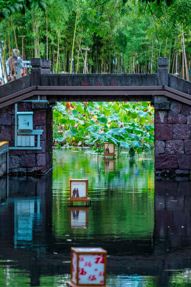 初見彼岸花，竟在諸暨浦陽江畔的沿江棧道旁