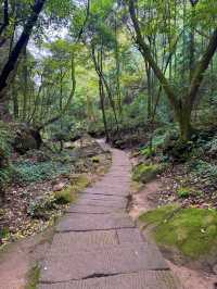 帶娃吸氧去!成都1.5h直達的森林徒步路線