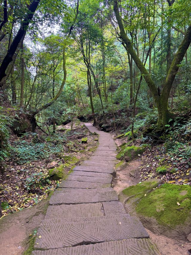 帶娃吸氧去!成都1.5h直達的森林徒步路線