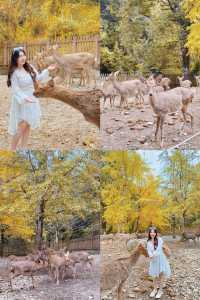 驅車4h來到韶關 就為了尋找秋天的顏色