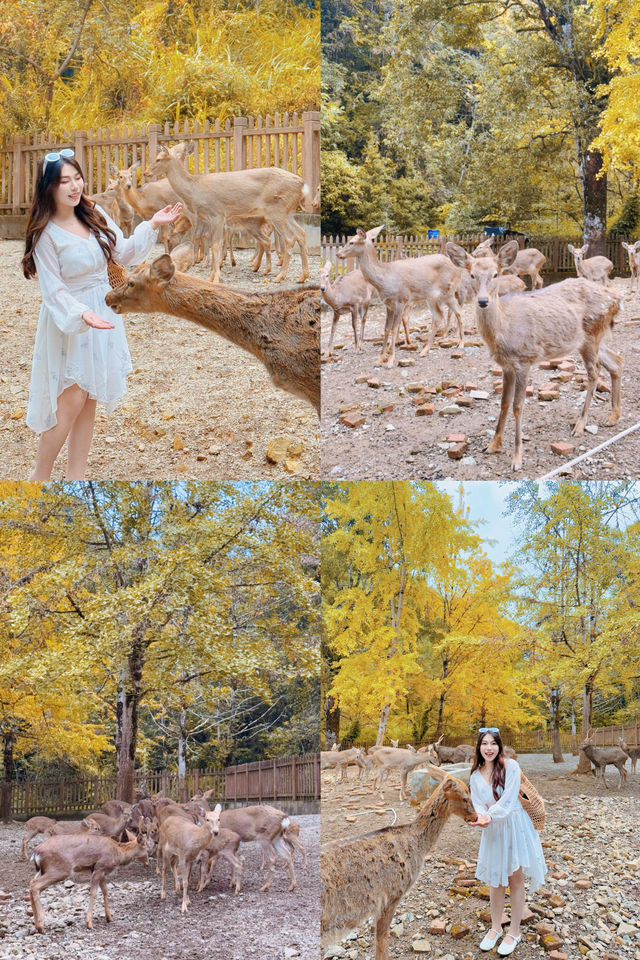 驅車4h來到韶關 就為了尋找秋天的顏色