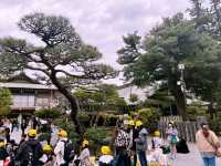 鶴岡八幡宮｜鎌倉最具代表性的神社散步路線 ⛩️🍁